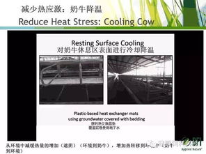 奶牛熱應激管理的新視角 BFI反芻動物技術經理Hassan Taweel博士的生物技術開發策略